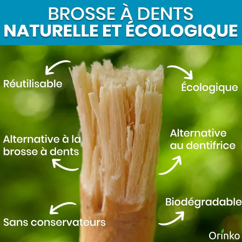 Bâtons de Siwak (Miswak) x7 – Brosse à Dents 100% Naturelle - Image 3