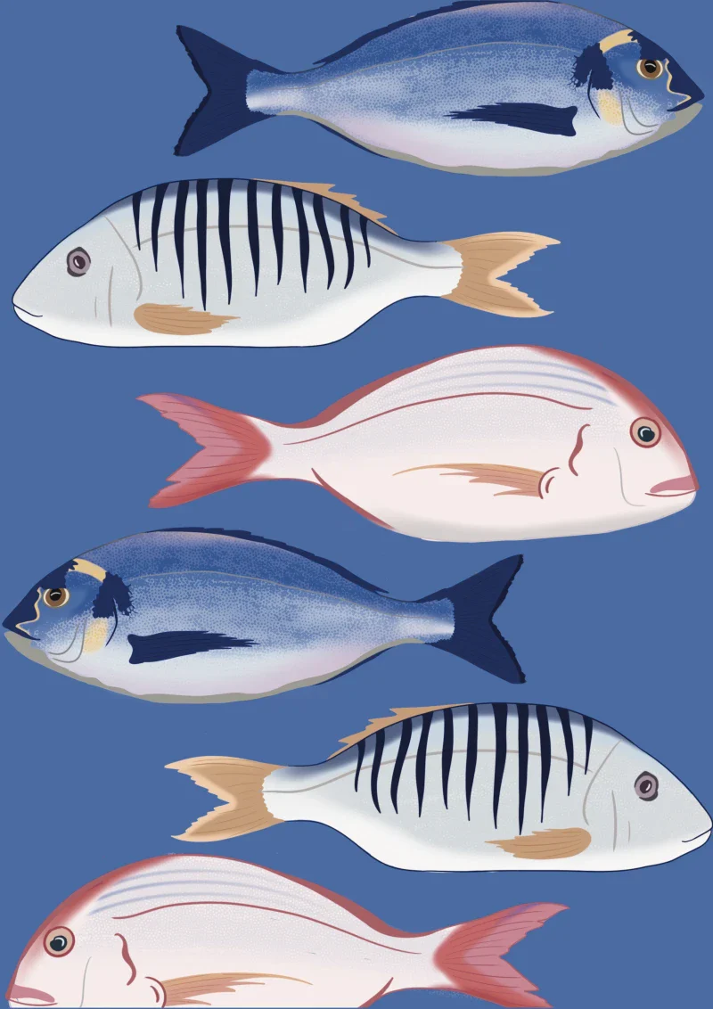 Illustration bleue A3 - Les poissons - Image 2