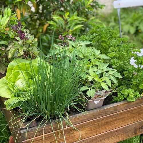 Kit de plantation - Mini Potager - Image 10