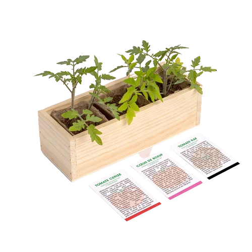 Kit de plantation - Mini Potager - Image 5