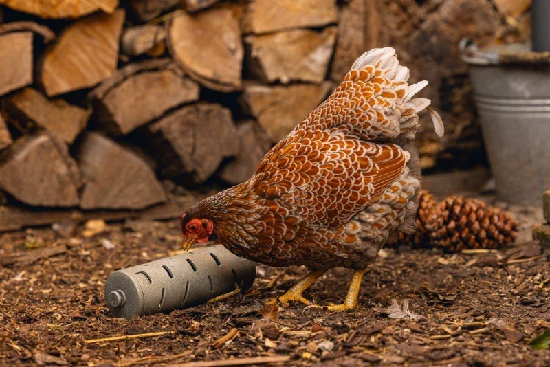 Rouleau à grignoter pour poules - Image 2
